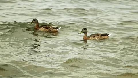 Two ducks swim on the water surface of the autumn lake. Media. Slow motion. Dark Stockbeeldmateriaal 160951814