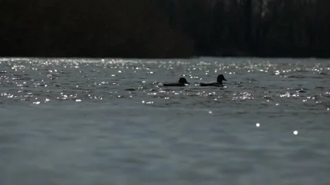 Two ducks swim on the water surface Stock Footage 314963179