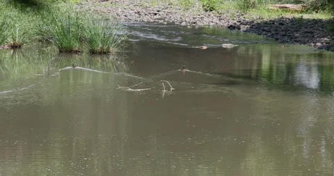 Two ducks swiming Stock Footage 158880377