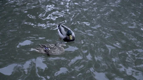Two ducks swimming alone. Anas platyrhynchos Vídeos de archivo 166457145