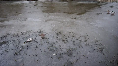 Two ducks swimming and moving through a partially frozen lake Video stock 86709127