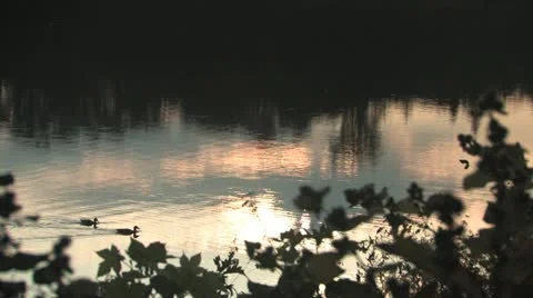 Two ducks swimming on a beautiful refelction of lake Stock Footage 11884186