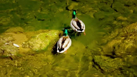 Two ducks swimming in clear mountain creek 動画素材 141154832