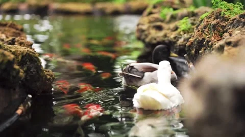 Two Ducks Swimming with Colorful Koi Fish in a Peaceful Garden Pond Stock Footage 340198571