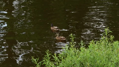 Two ducks swimming on dark pond water beside lush green shoreline vegetation Stock Footage 345452954