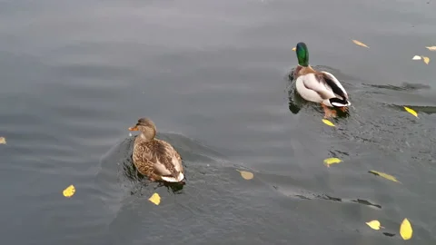 Two ducks swimming fast side by side in dark water of a lake or pond, with Stock Footage 232175698