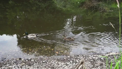 Two ducks swimming up a flowing river Stock Footage 137295636