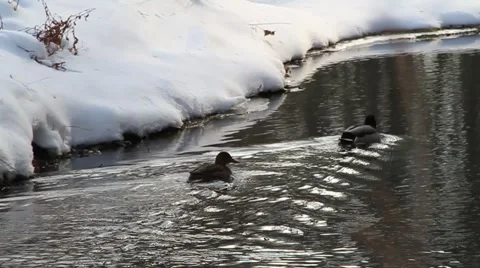 Two Ducks Swimming  Video stock 1000751