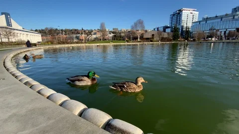 Two ducks swimming Stock Footage 124820255