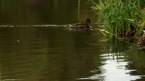 Two ducks swimming Stock Footage 247286287