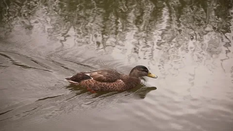 Two ducks swimming in lagoon 스톡 동영상 201388033
