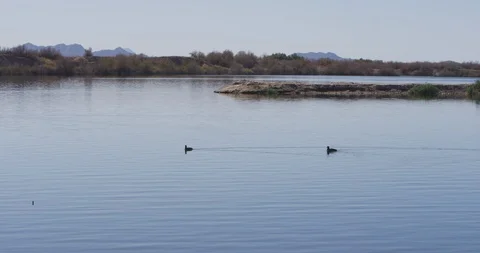 Two ducks swimming in the lake Stock Footage 101218970