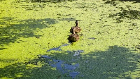 Two ducks swimming in a large duckweed on the pond Stock Footage 157756763