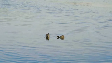 Two Ducks Swimming Peacefully on the Ros River, Ukraine Stock Footage 326374982