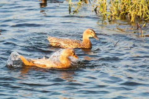 Two Ducks swimming 写真素材