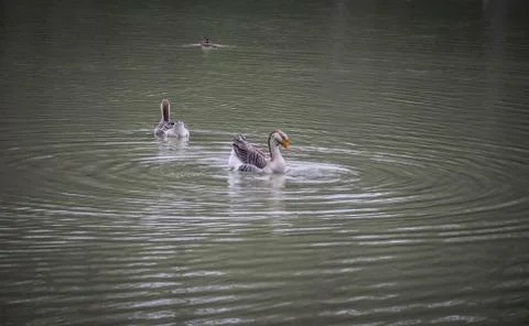 Two Ducks Swimming Stock Photos