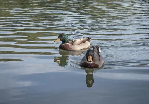 Two ducks swimming 스톡 사진