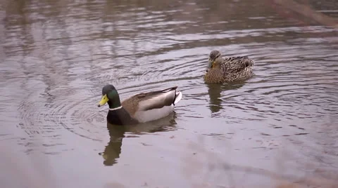 Two ducks swimming in a pond Stock Footage 41768606
