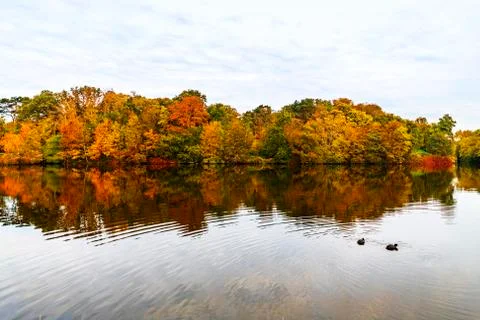 Two ducks swimming in the river bordered by trees wearing the autumn color le Stock Photos