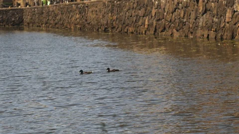 Two ducks swimming in river Stock Footage 106299629