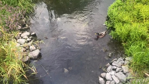 Two ducks swimming on the river Stock Footage 113749415