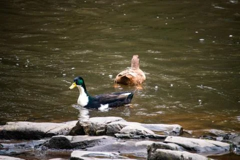 Two ducks swimming in a river Stock Photos