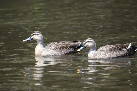 Two ducks swimming side by side with each other Stock Photos