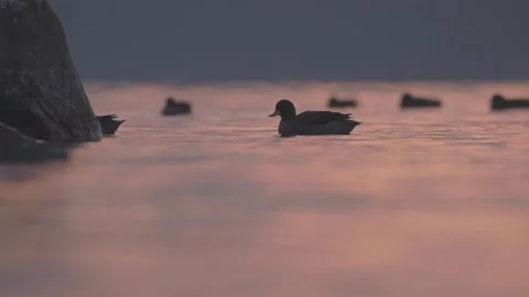 Two ducks swimming softly on water surface disappear behind a rock on sunset. Vídeos de archivo 248330633