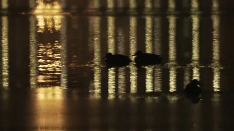 Two ducks swimming through lake with city blinks Stock Footage 156596644