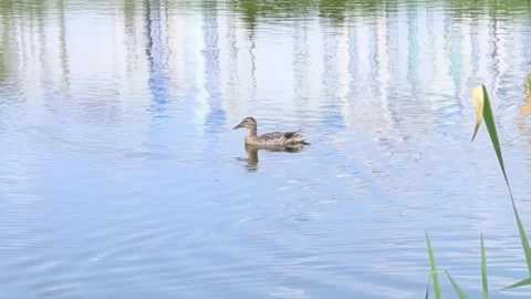 Two ducks swimming together in blue lake water Stock Footage 313253434