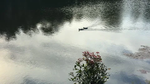 Two ducks swimming together on peaceful lake with sky reflection and plant Stock Footage 345471704
