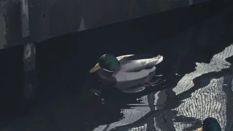 Two Ducks Swimming Under Bridge Stock Footage 238592718