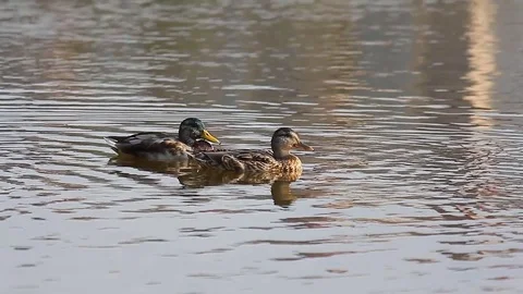 Two ducks swimming on water 库存影片 80490152