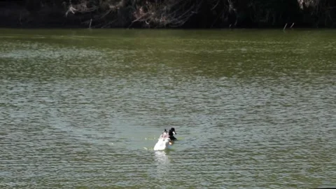 Two ducks take their lunchtime walk Stock Footage 238866025