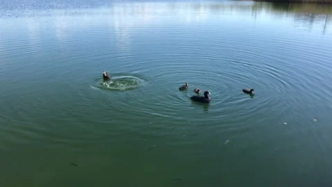 Two ducks taking turn to dive to feed their ducklings Stock Footage 132662220