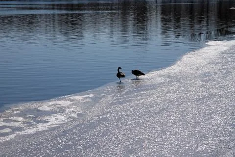 Two ducks talking on the partially iced lake in Central Park Stock Photos