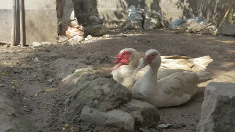 Two ducks in their natural habitat Stock Footage 280543044