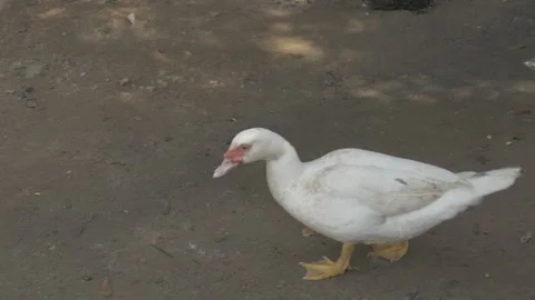 Two ducks in their natural habitat Stock Footage 280543068