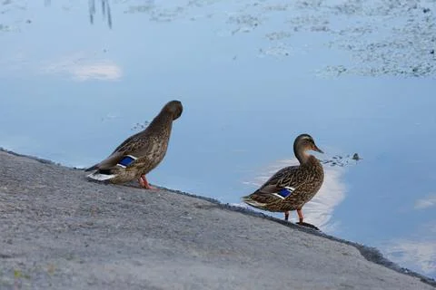 Two Ducks by the Tranquil Waters Edge: A Serene Moment in Nature Captured Stock Photos