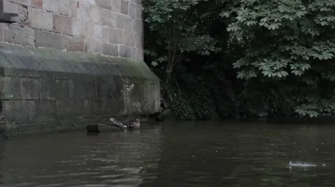 Two ducks under the bridge Stock Footage 40828296