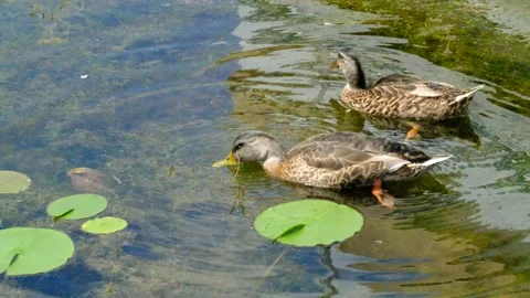 Two ducks vegetation eating on quiet pond Stock Footage 138120079