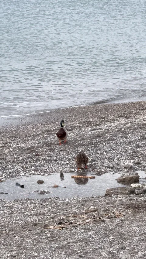 Two ducks waddle along a serene beach Stock Footage 327037283