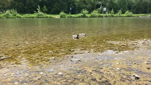 Two ducks wading trough water with green algae on Isar River Stock Footage 131511668