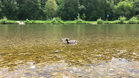 Two ducks wading waters in search of food horizontal view Stock Footage 131511652