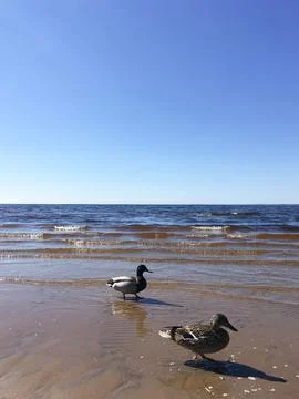 Two ducks walk along the sandy beach against the backdrop of the sea. Stock Photos