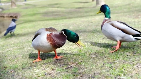 Two ducks walk along the shore of a pond in a city park. Sunny spring day. Close Stock Footage 181058371