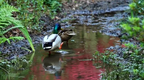 Two ducks walk on water. Stock Footage 62922739