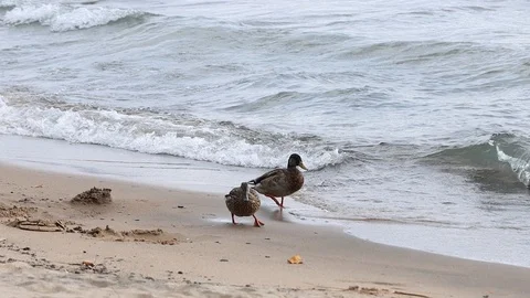 Two Ducks Walking along the Beach at Lake Tahoe in Slow Motion. Stock Footage 118572499