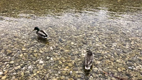 Two ducks walking and sitting on shallow water with pebbles on Isar River Stock Footage 131511974