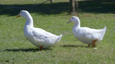 Two Ducks walking on the Grass Stock Footage 141153689